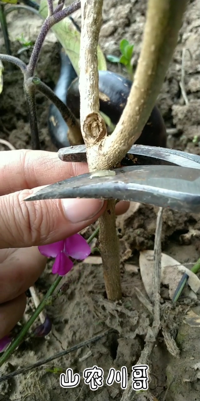 三农新科技#茄子嫁接技术分享