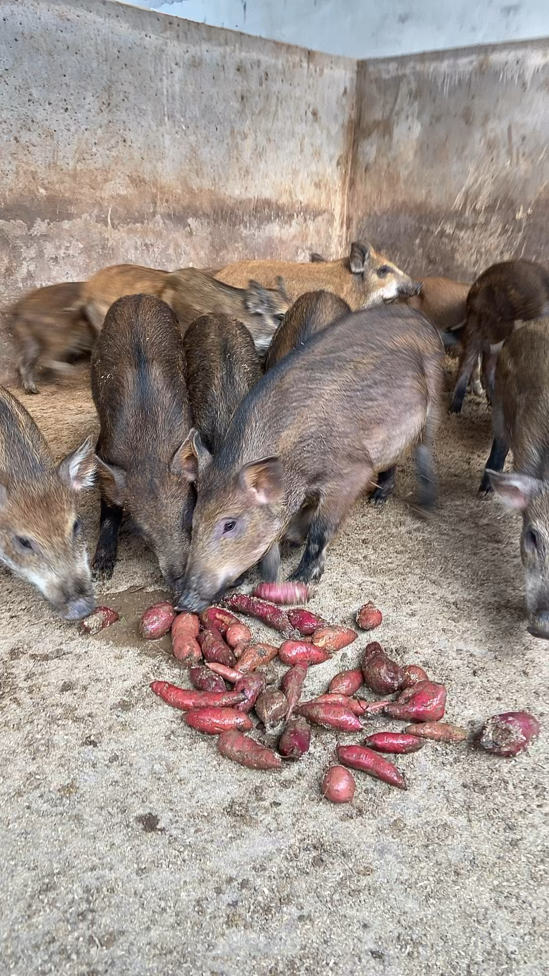 我的野猪养殖场在山东有缘到朋友刷到我了吗