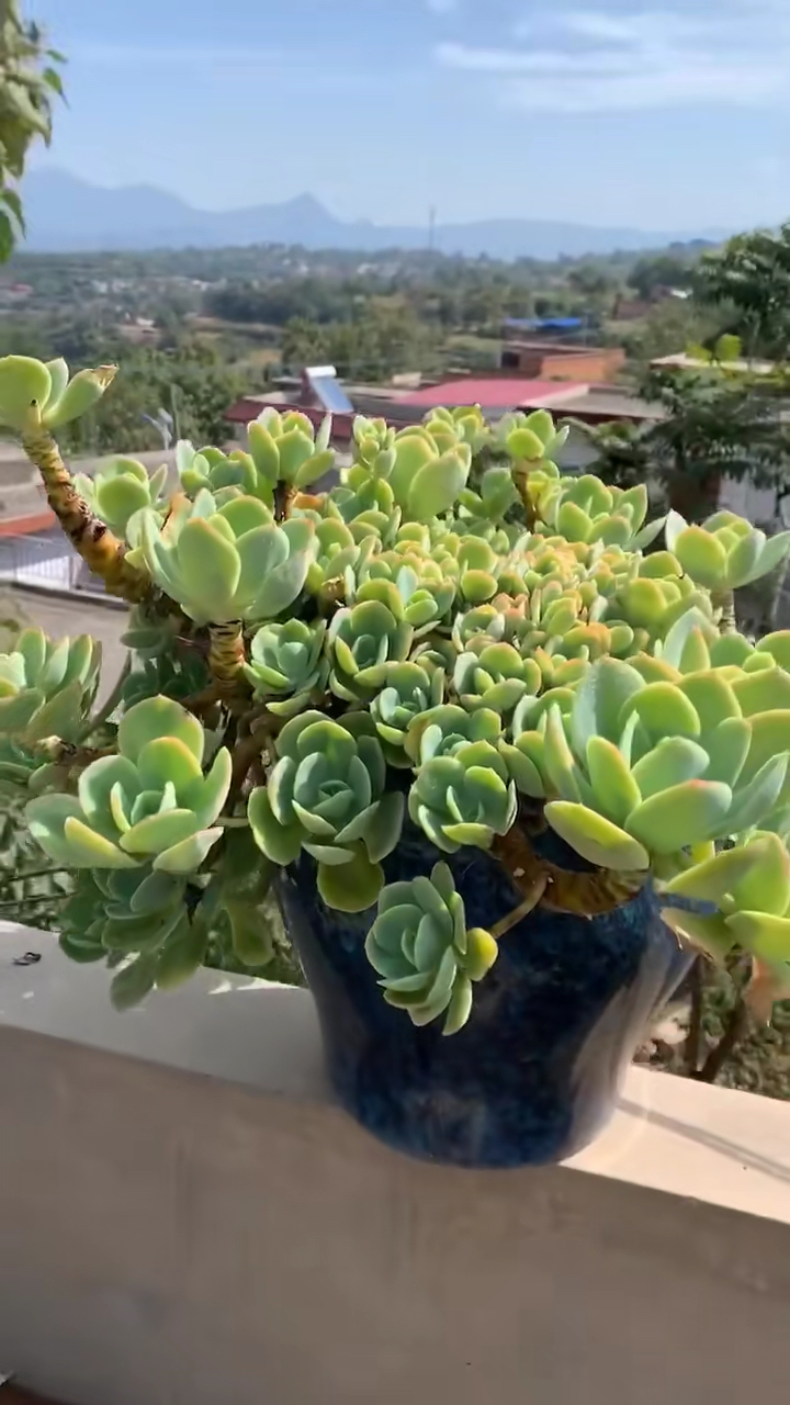 多肉植物#骑兵碧桃大老桩