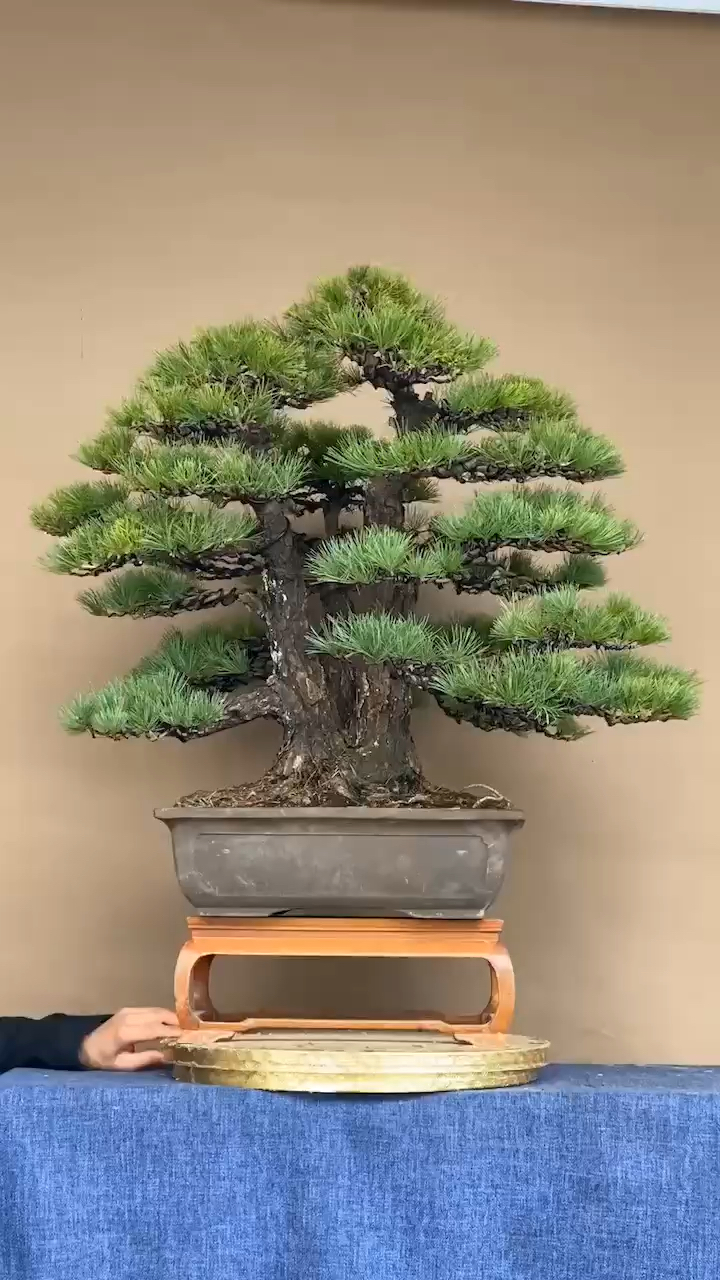 我要上热门#进口五针松盆景