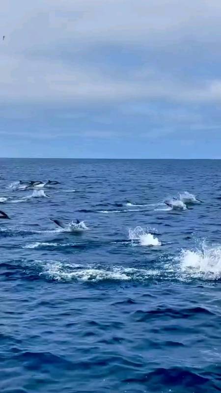 海豚himi#海豚被誉为世界上最聪明的动物,可爱海豚