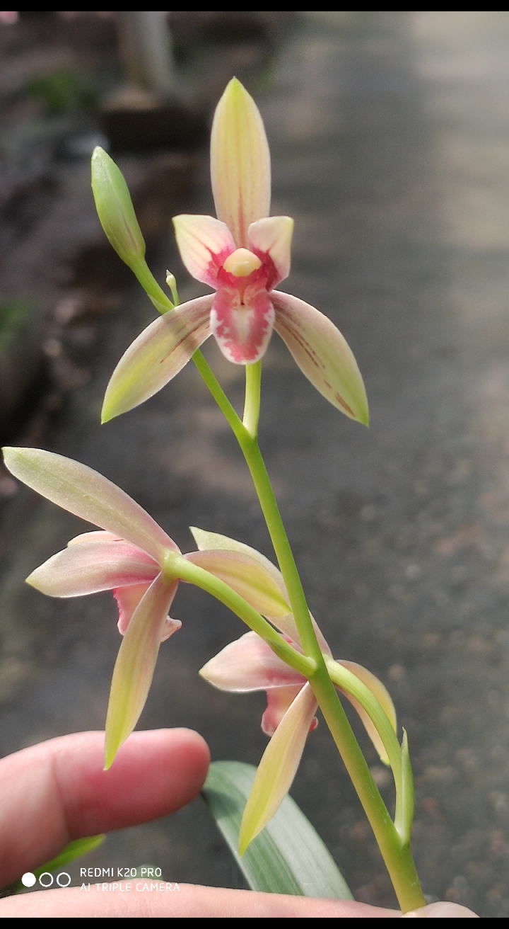 兰花#秋水伊人建兰自然开