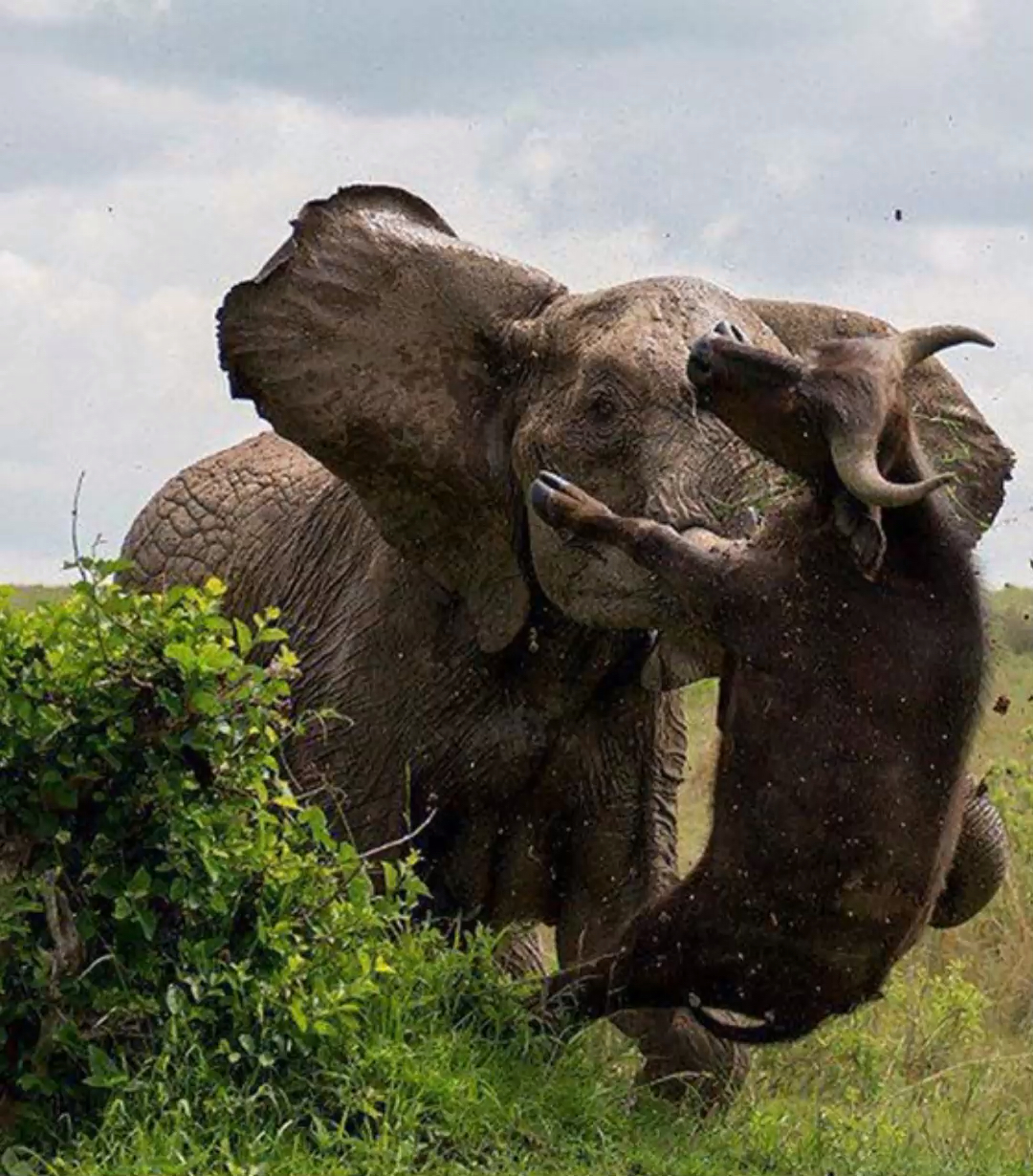 bbc纪录片#实拍:大象刺杀水牛太残忍了!镜头拍下让人泪奔瞬间.