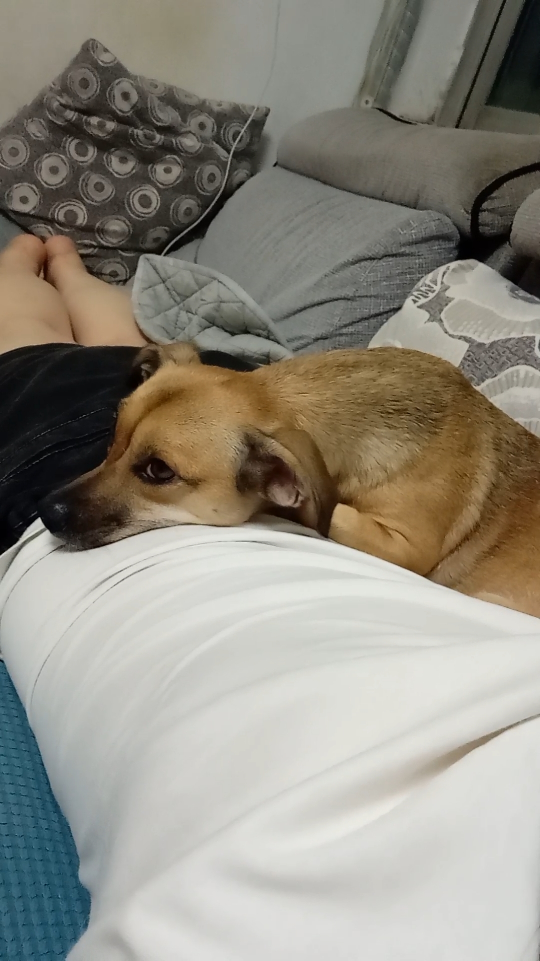 趴着半个小时了不敢动,看它睡得挺舒服!