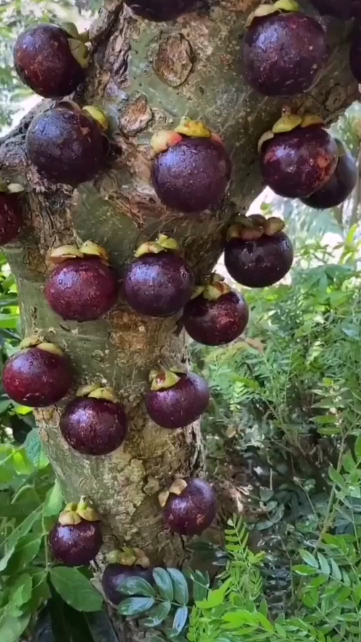 猜猜山竹是怎么结果的