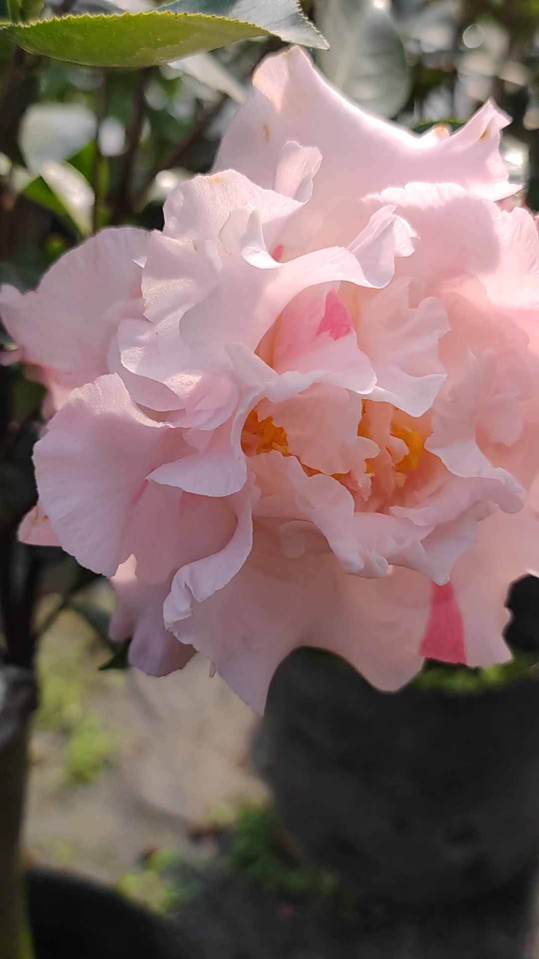 茶花粉色依莲贝蒂.