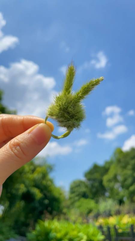 亲子手工#狗尾巴草做小兔子戒指-度小视