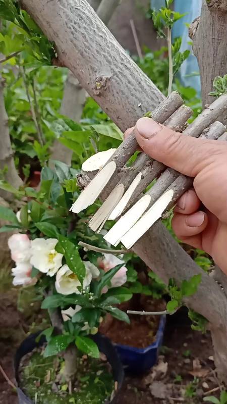 嫁接技术#这是插皮接复色木槿高手