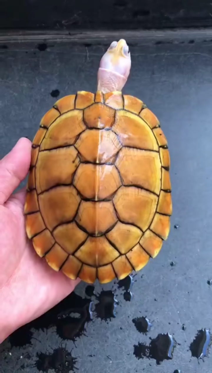 黄金巴西#巴西系列焦糖母