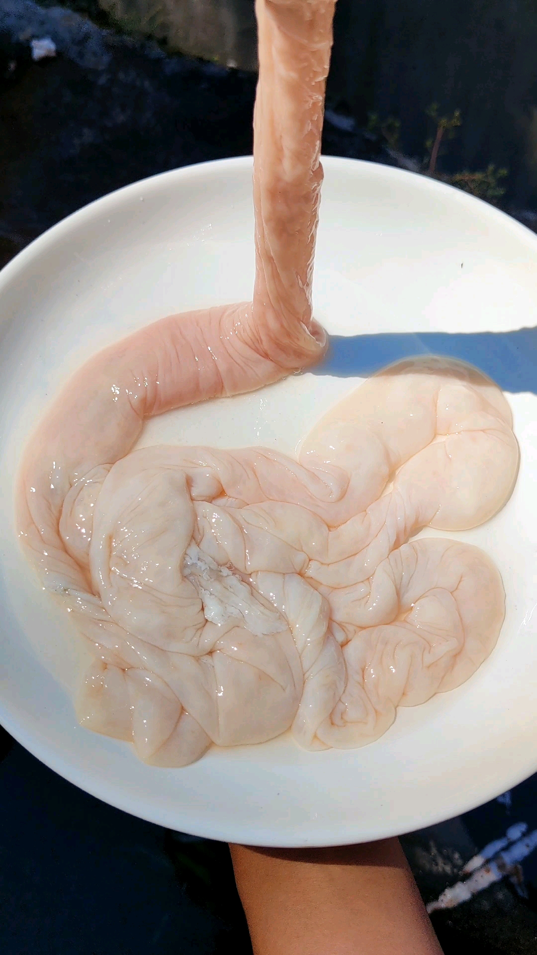 今天做个大肠刺身,味道还不错.