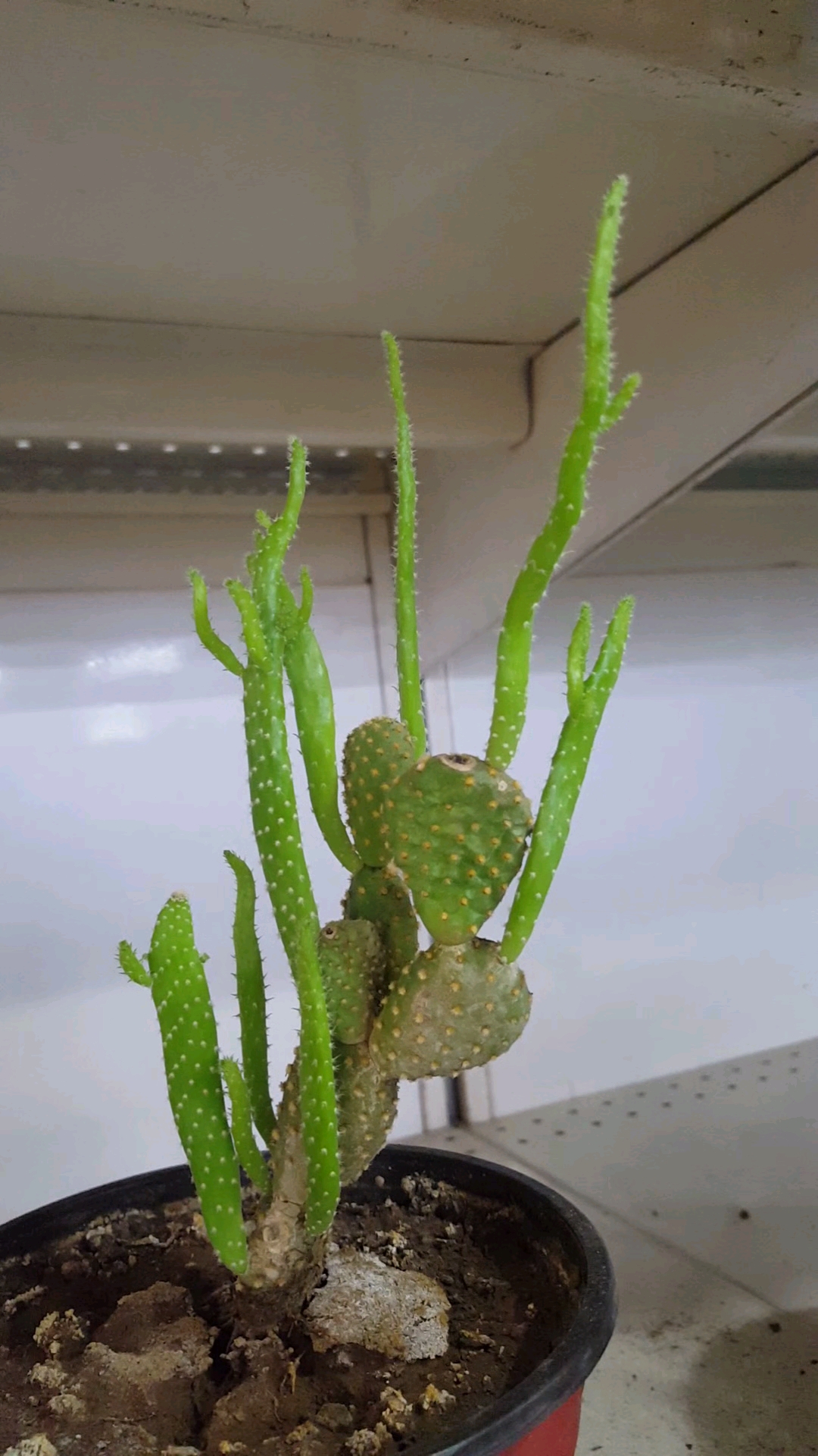 大学生日常#好看的仙人棍