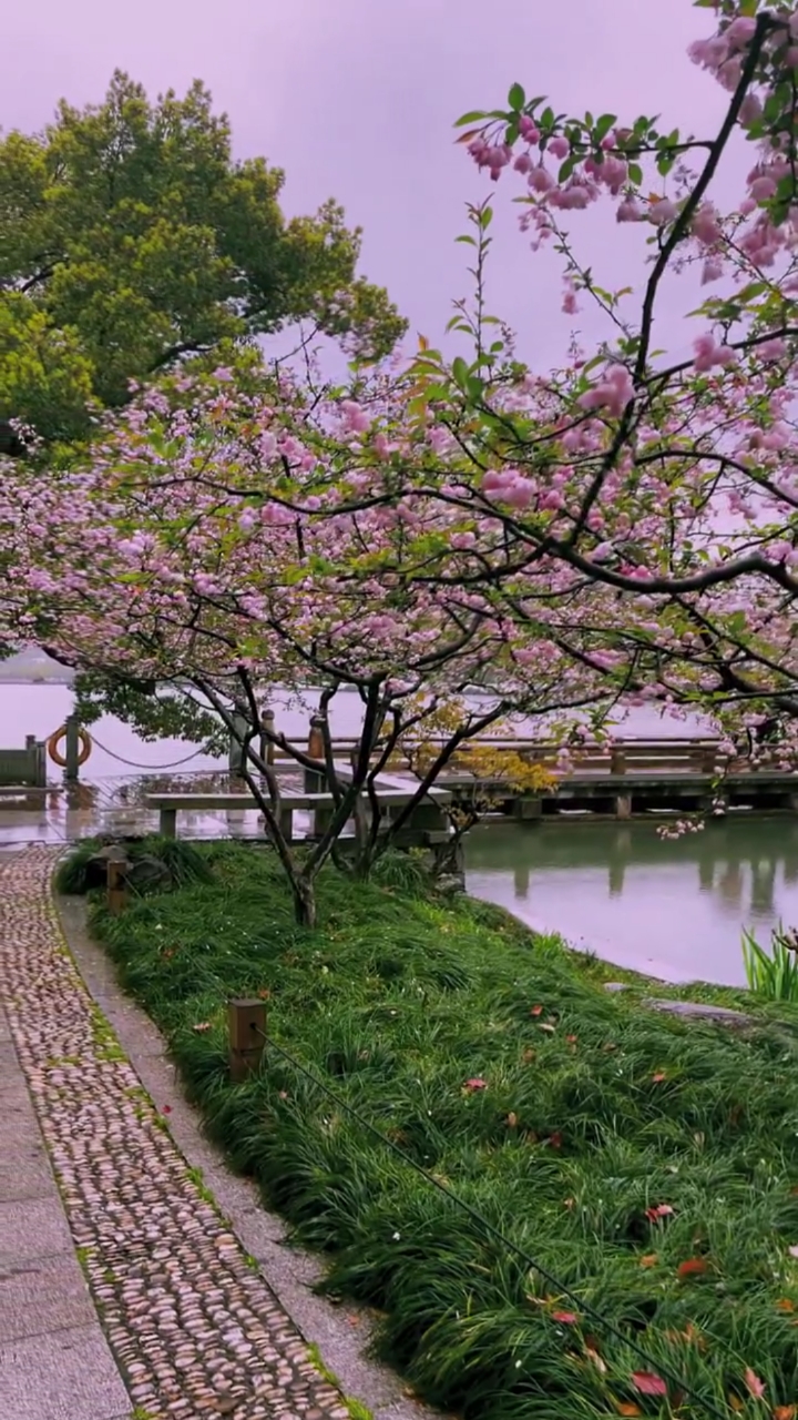 杭州西湖杭州西湖春色海棠花满园三月烟雨蒙蒙太美了你喜欢吗你喜欢