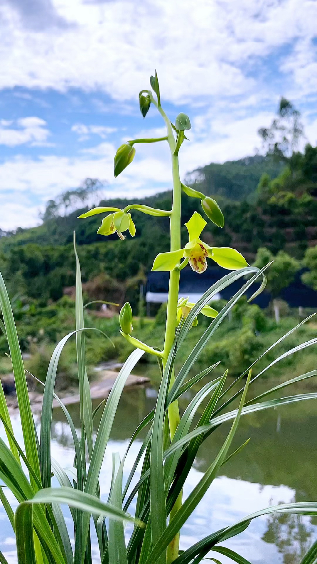 兰花#惠兰传统老八种之首大一品