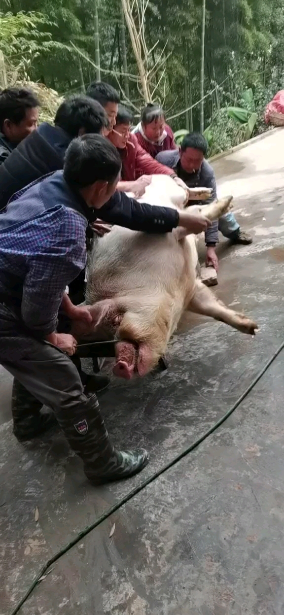 杀年猪#过年都来帮一手,按不住了
