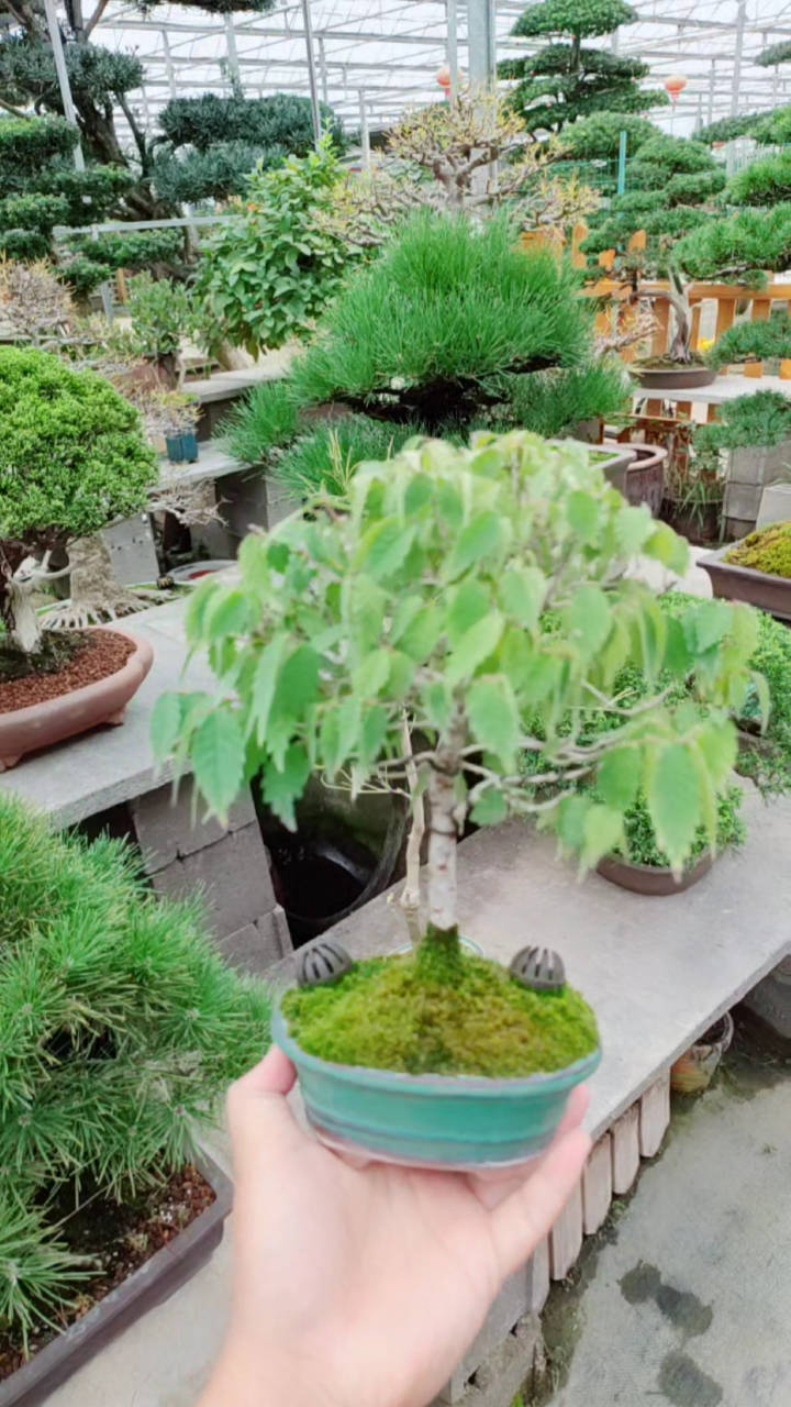 千奇百怪盆景桩小中见大的榉树