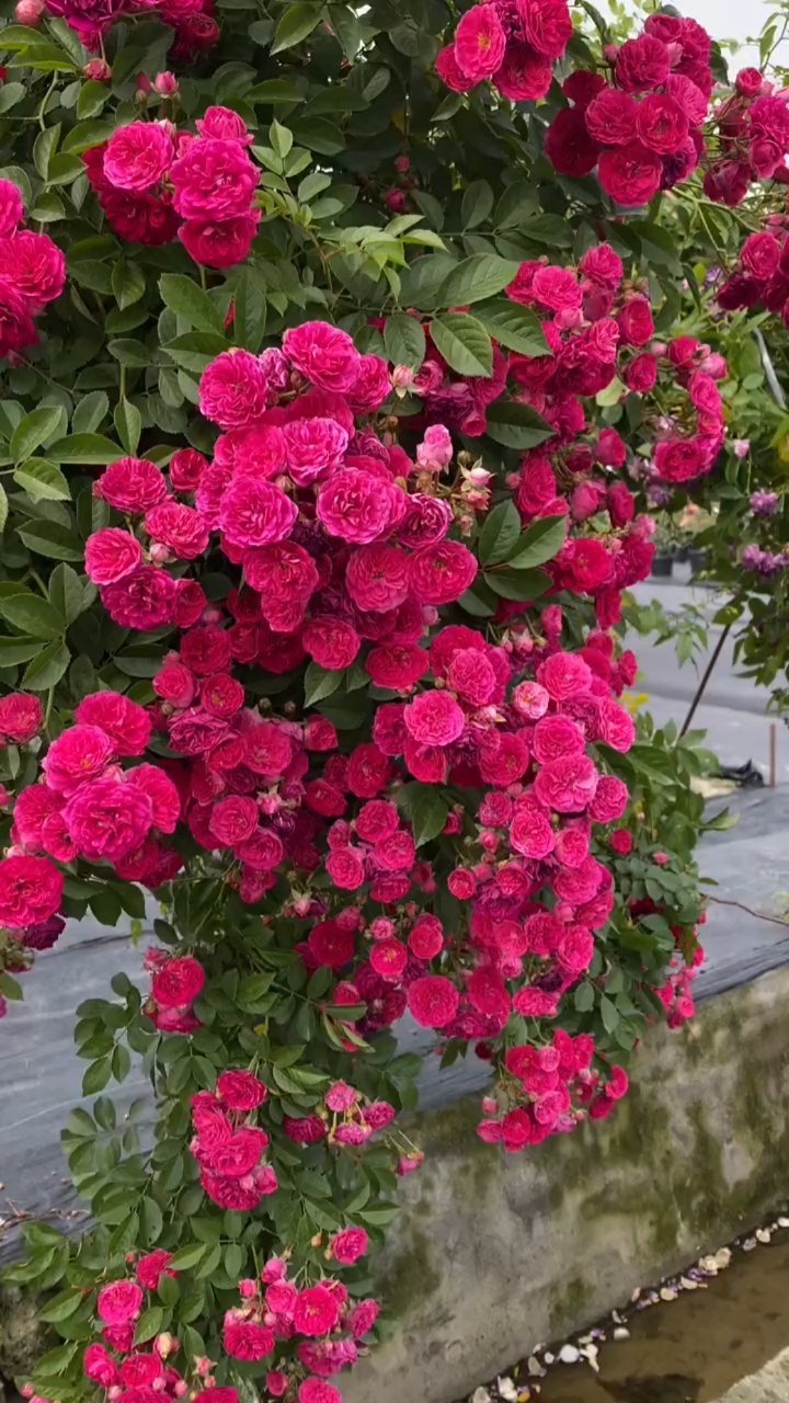 藤本红罗莎莉,花量超多