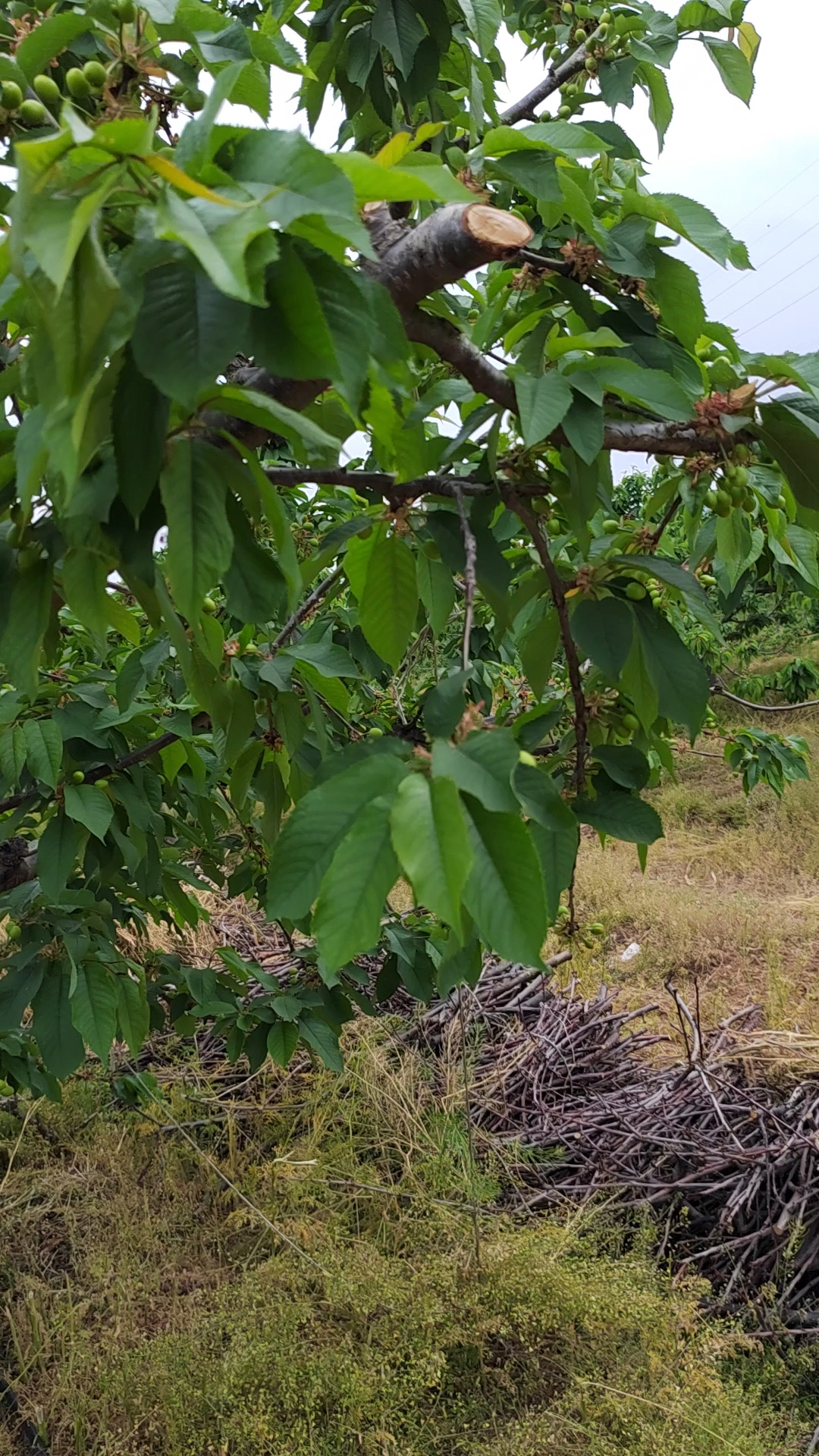 美早大樱桃苗基地