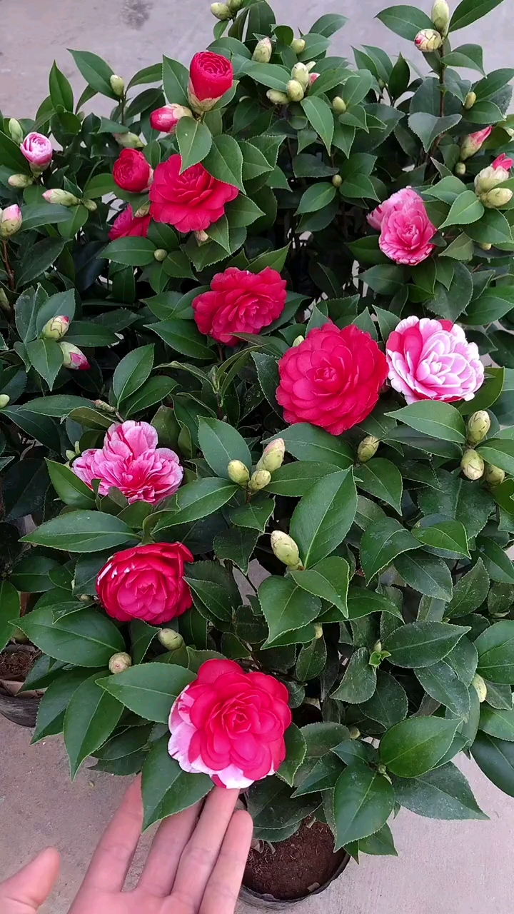 五色赤丹茶花开花多色四季常青不落叶现在正是花期