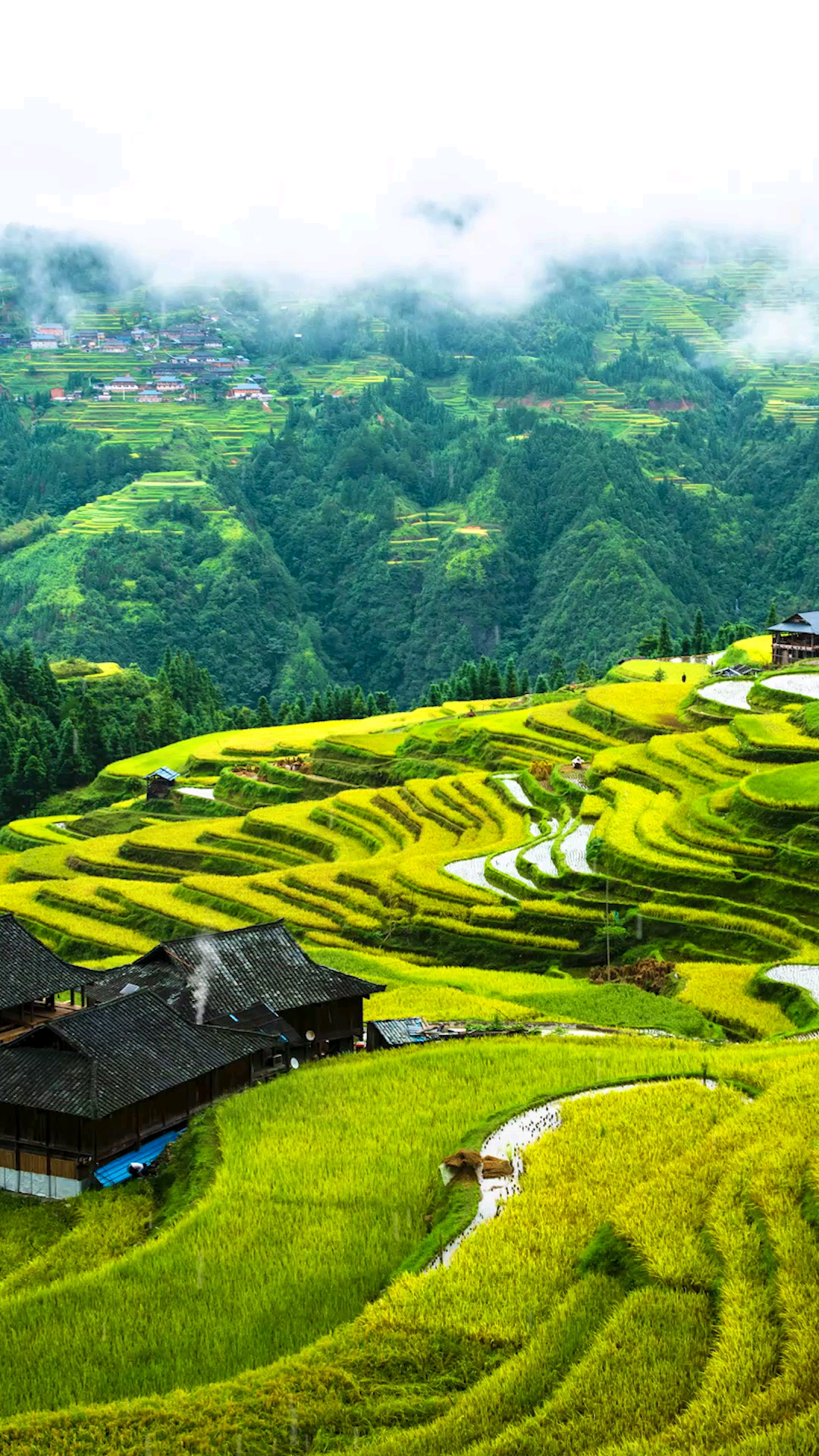 镜头里的秋天#加榜梯田秋色惹人醉,你被撩到了没?