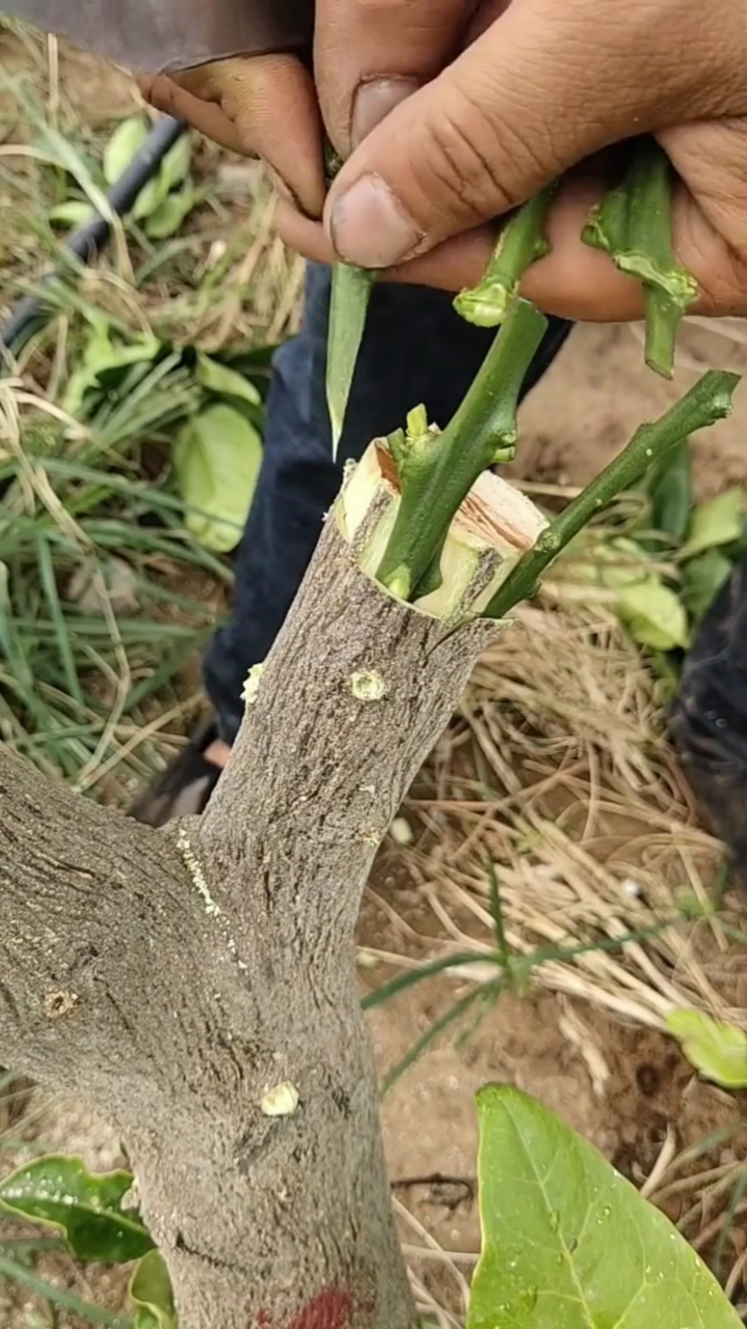 #嫁接技术#果树嫁接技术分享.-度小视