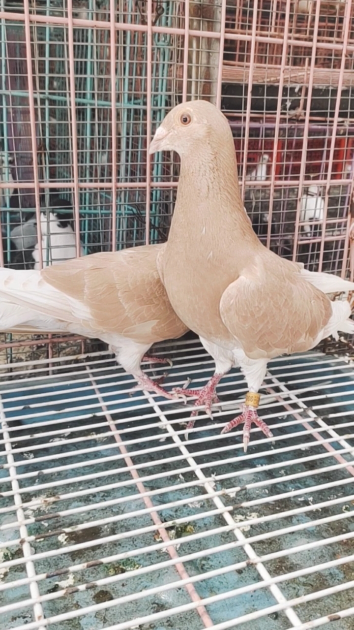 黄金甲种鸽一对