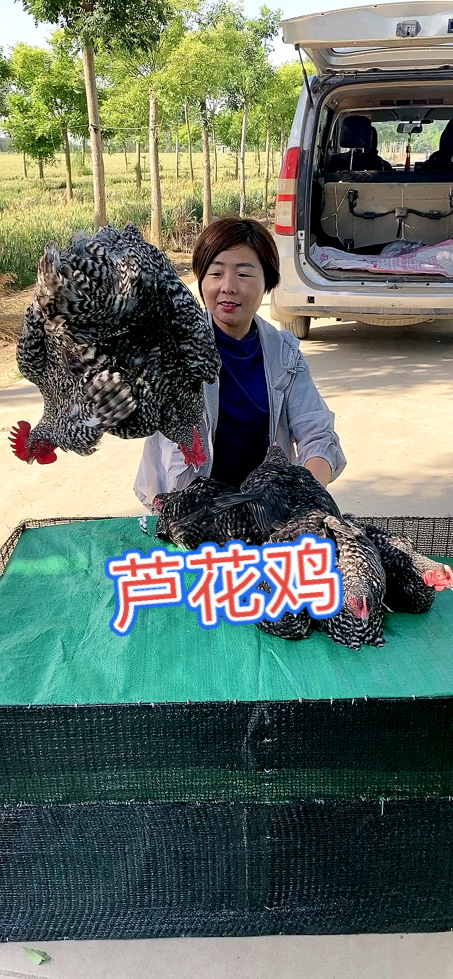 芦花鸡养殖技术成年芦花鸡