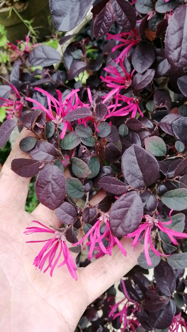 盆景#老桩红花继木～红花红叶