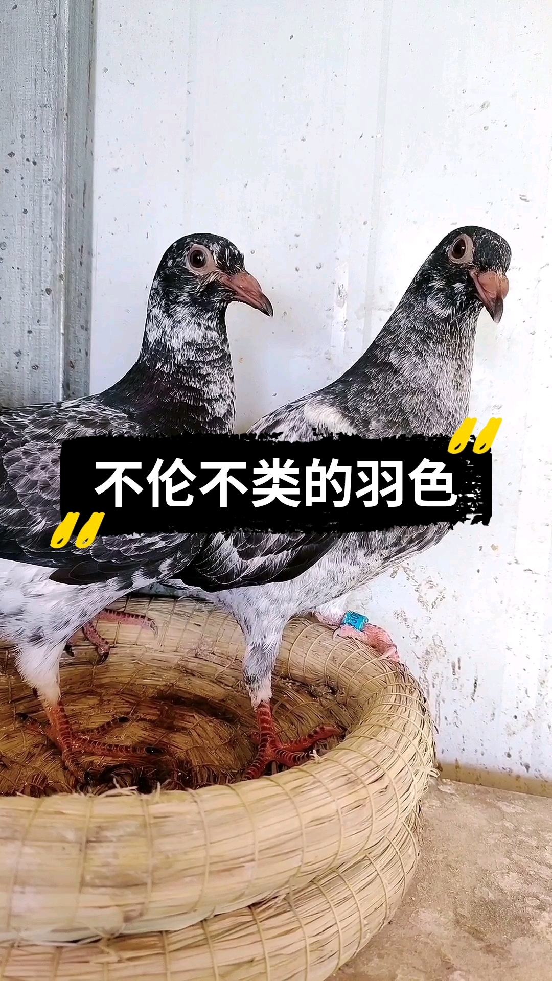 鸽棚信鸽#苏北幼鸽黑桑×凡格米内一对信鸽赛鸽鸽子