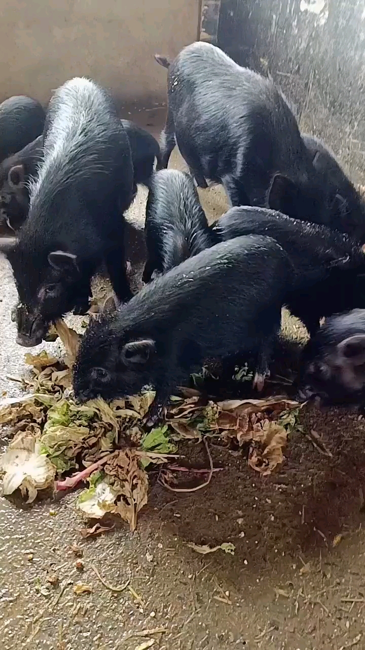 藏香猪纯种西藏灵芝藏香猪就是这么好养活烂白菜一样吃的香不挑食抗病