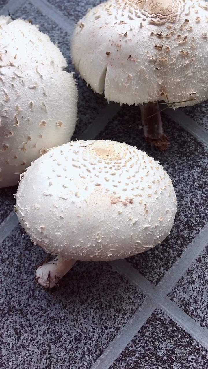 花友有知道的吗这个白色大蘑菇是否是传说中的毒蘑菇我菜来做堆肥的