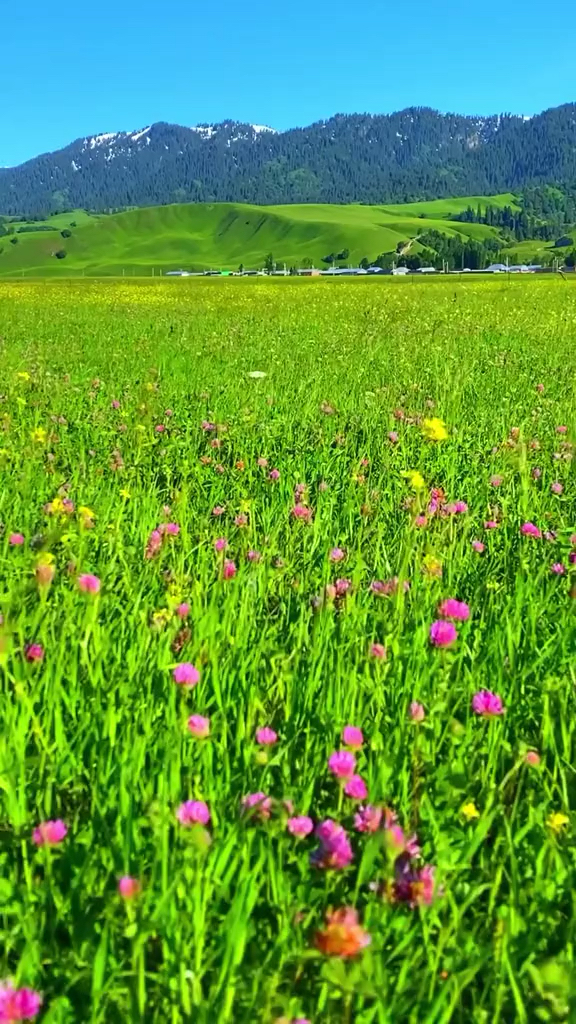 最美的风景#你带她来的时间,就是草原最浪漫的时候.