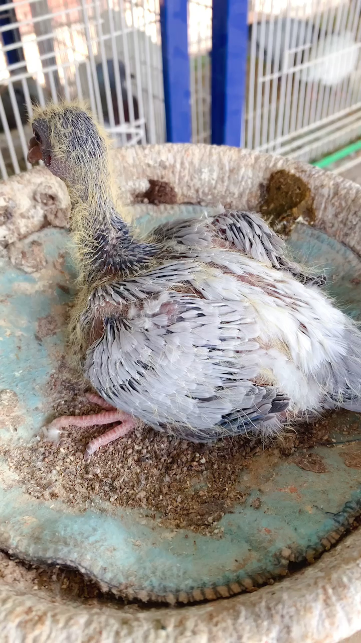 厦门许久缺二杆的无杠灰信鸽