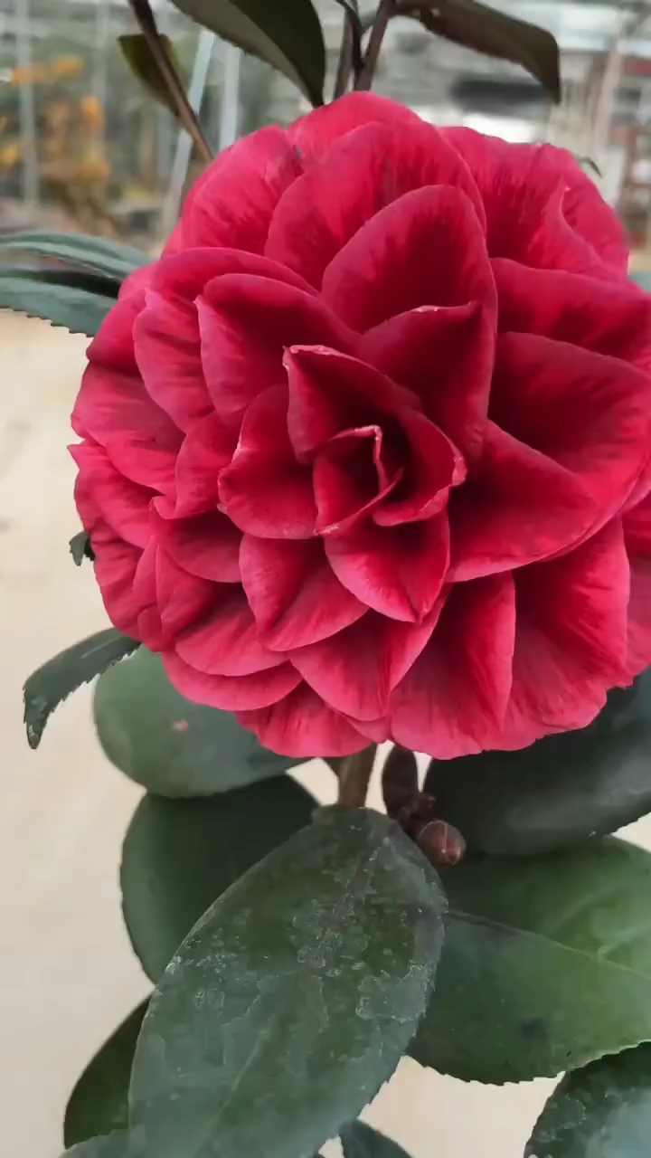 紫叶贝拉花大浓香型