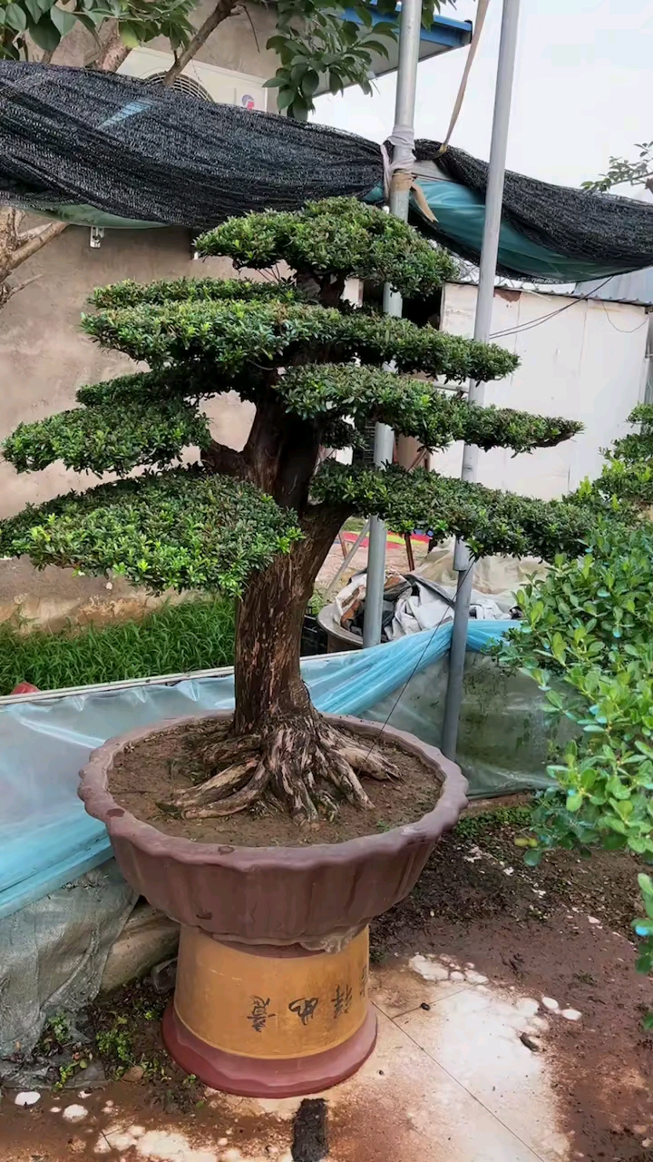好的一颗桩,要看根盘,尤其八方根盘的罗汉松,更是让人留足往返,想多看