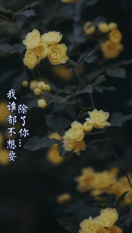 除了你.我谁都不想要,并不是这个世界上.