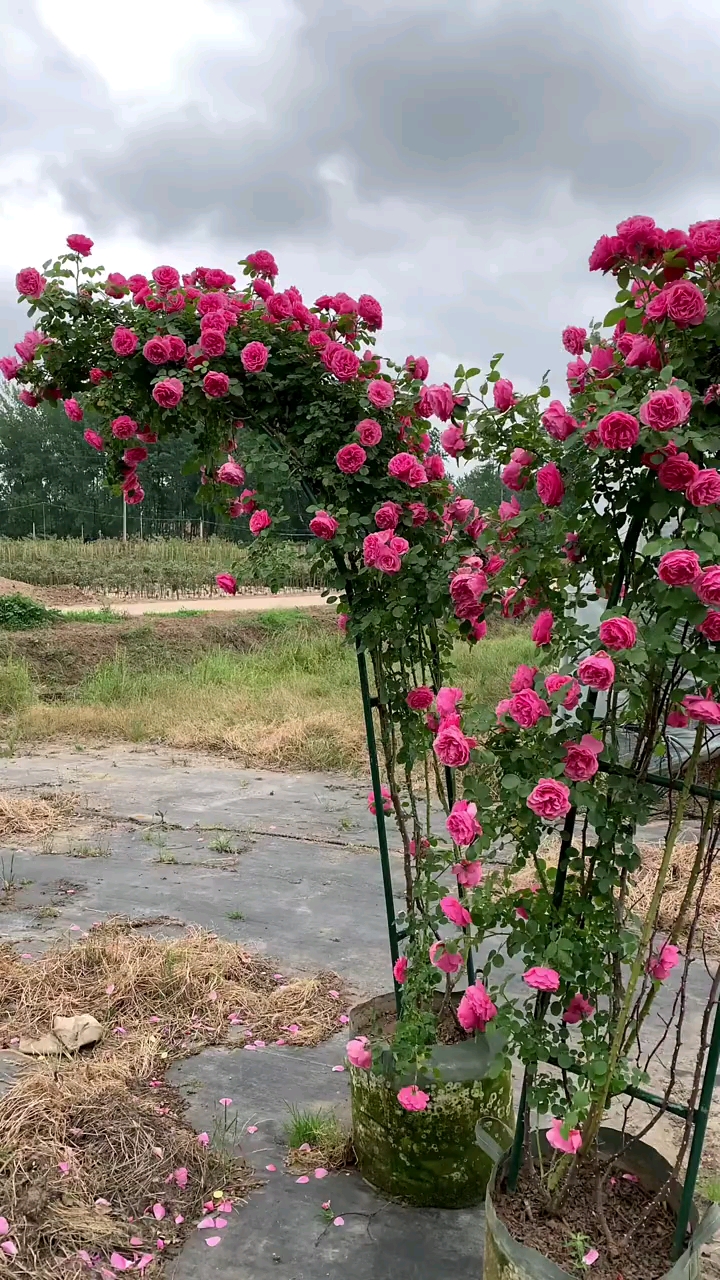 爬藤月季品种多四季开花大花浓香型