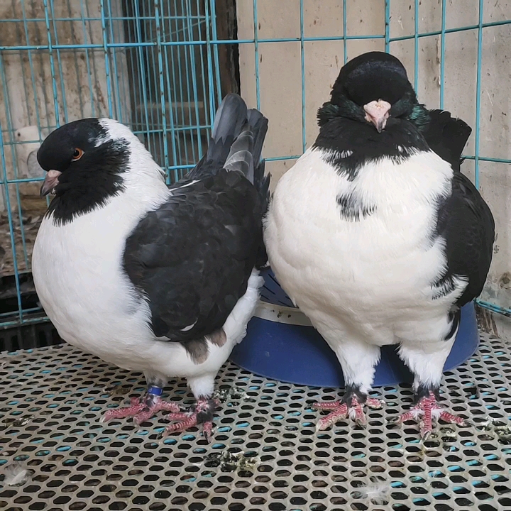 不一样的人生#鸽子大体黑熊猫摩登那