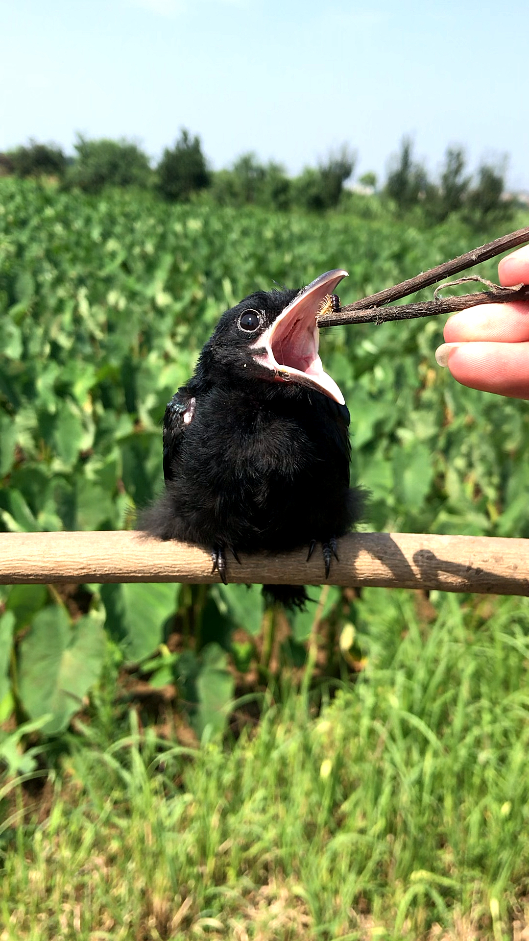 这个虫子喂小鸟可以吗?地里都是