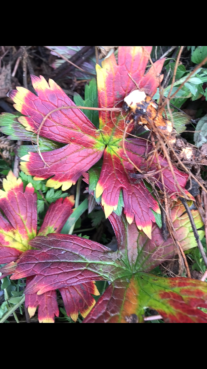 血竭,叶片为什么红的让人心爱?