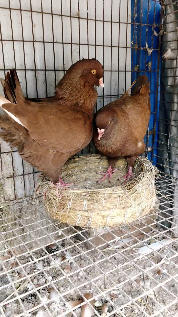 元宝鸽自家养殖的元宝鸽元环鸽什么颜色都有吃玉米五谷杂粮就可以