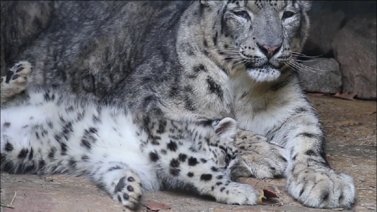 快乐的雪豹宝宝