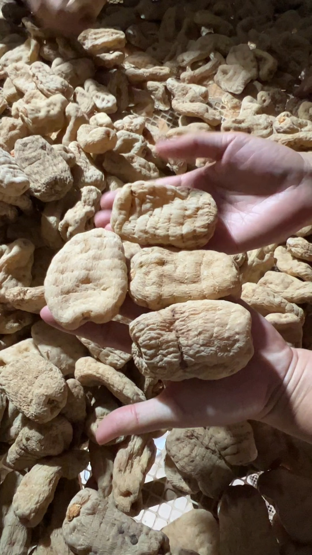 好天麻硬得跟石头一样,电筒一照透亮透亮的,大果一斤8个-度小视