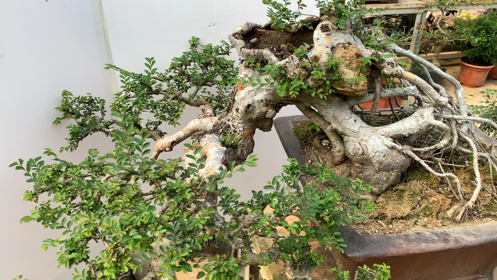 我要上热门#临水榆树