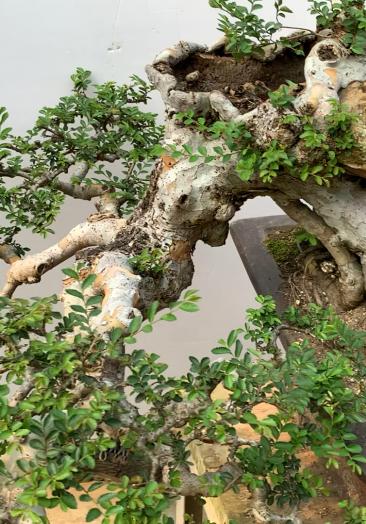 我要上热门#临水榆树