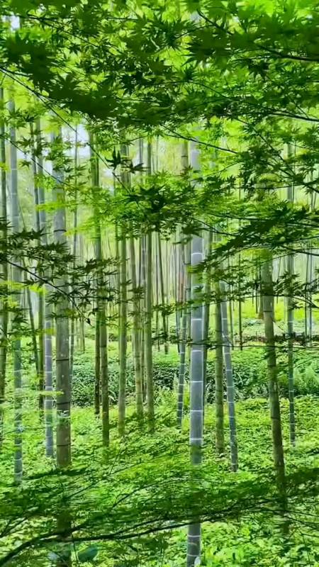 大山深处的竹林,大自然的氧吧.