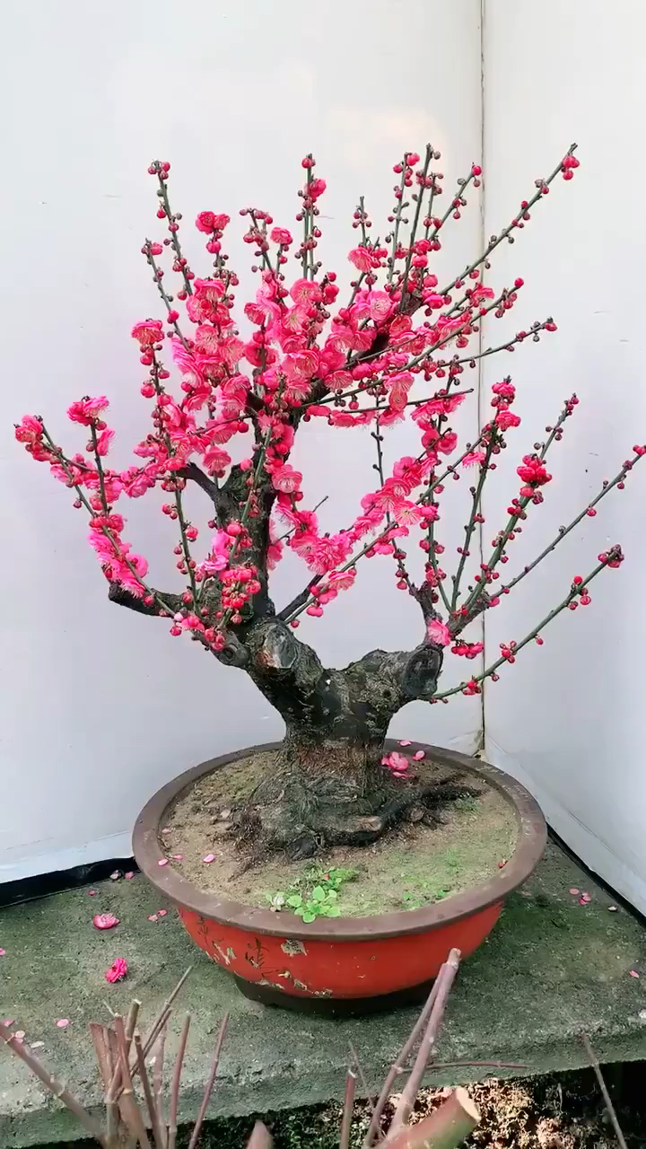 原生骨里红红梅