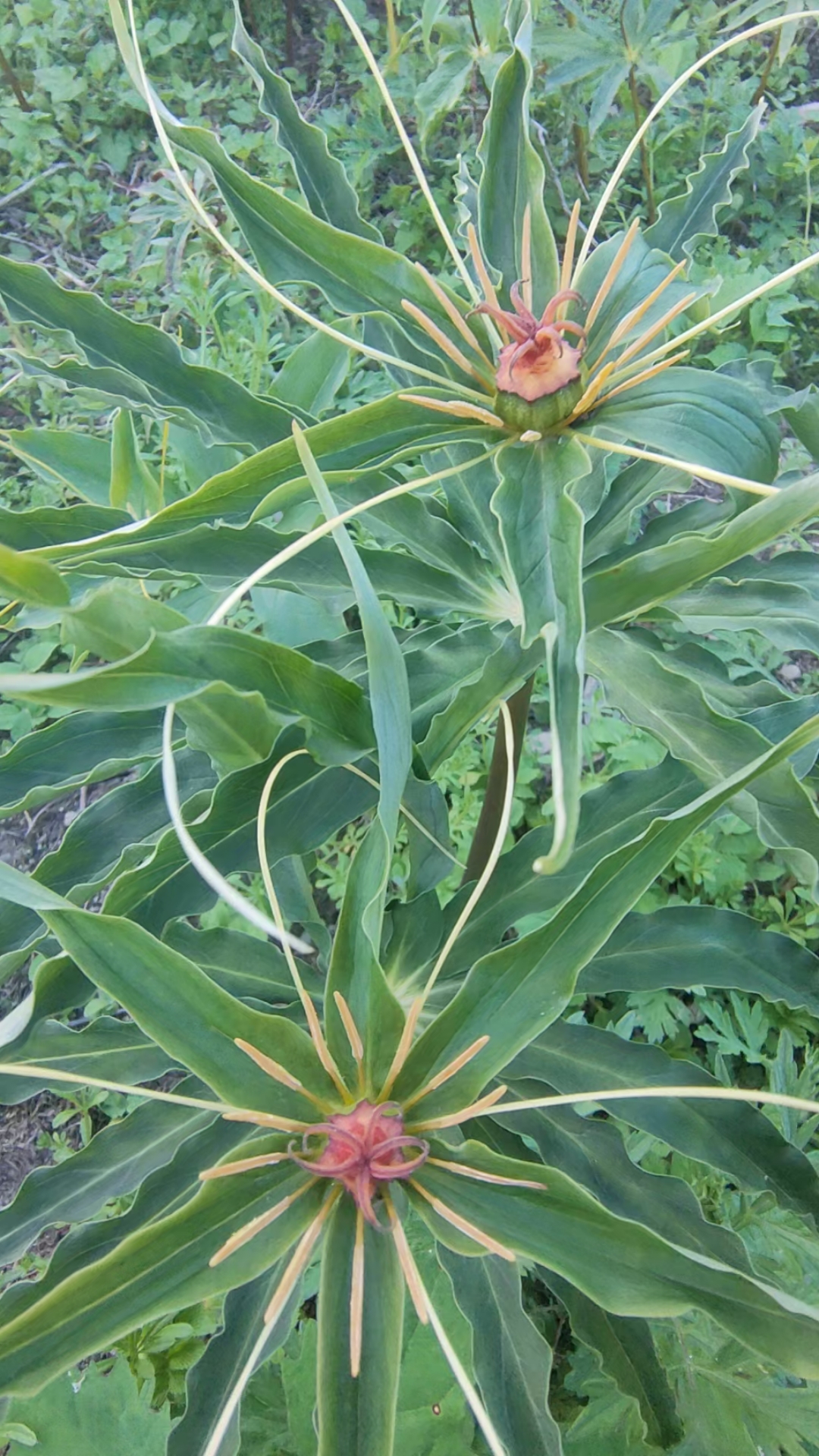 好物推荐#这个野生虫娄太好了