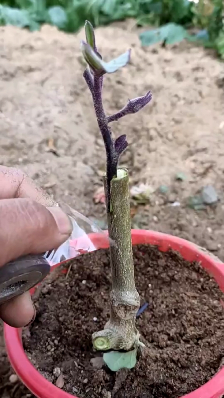 #全民小视频原创作者#茄子嫁接技术分享,成活率非常高.