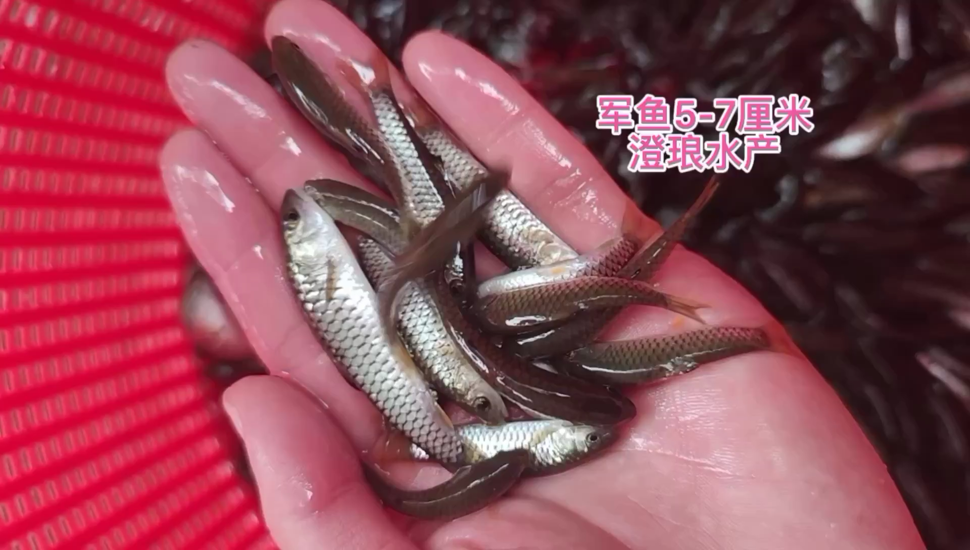 軍魚苗黃娟魚苗青波魚河堅青竹鯇魚苗光倒刺鮁魚苗淡水養殖