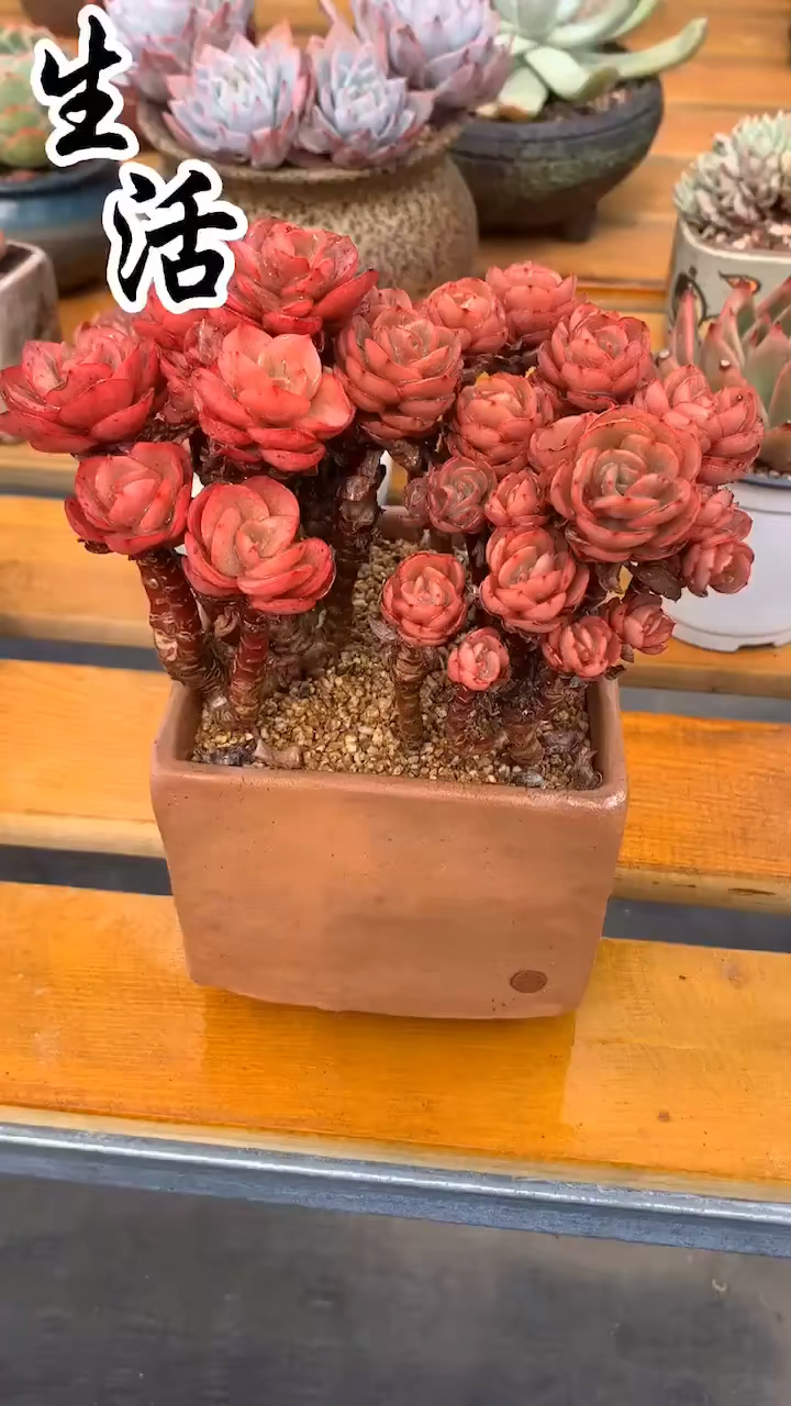 老桩秀妍,红红火火